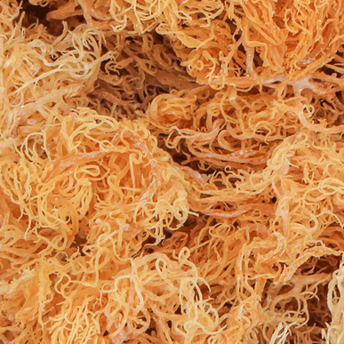 All about Sea Moss